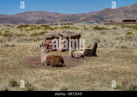 Photo prise en août 2017 à Tiwanaku en Bolivie, Amérique du Sud : l'Alpaga debout et assis en face de ruines de Tiwanaku. Tiwanaku est un Pre-Columbian Banque D'Images