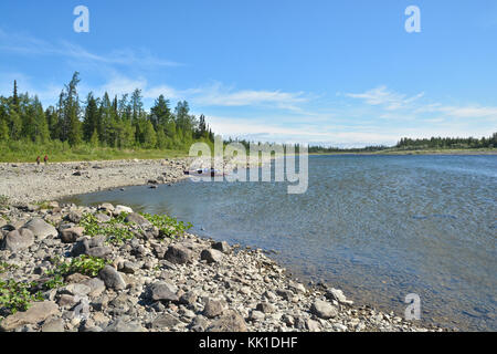 L'été dans l'Oural polaire, la rivière du nord paysage eau sob.. Banque D'Images