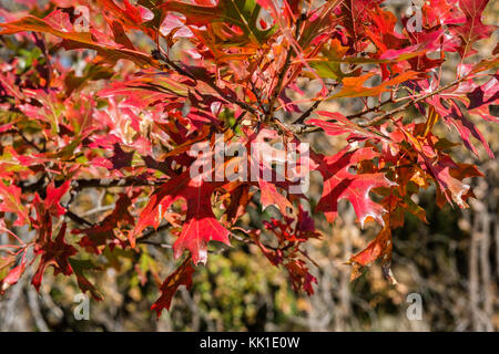 Gros plan du Pin Oak, Quercus palustris, feuilles à l'automne la couleur rouge. New York, USA. Banque D'Images