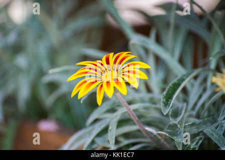 Rayé rouge jaune fleur daisy gerber Banque D'Images