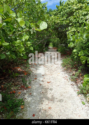 Une promenade parmi les arbres hors des sentiers battus à bahia honda key Banque D'Images