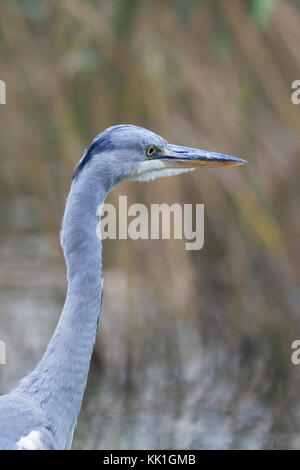 Portrait détaillé gris naturel oiseau Heron (Ardea cinerea) avec reed en arrière-plan Banque D'Images