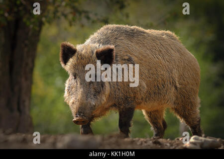 Sanglier énorme venant vers l'appareil photo ( sus scrofa ) ; ces animaux sauvages peuvent être dangereux lorsque des jeunes ou lorsqu'ils sont marqués Banque D'Images