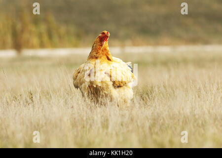 La grande poule dans le champ près de la ferme Banque D'Images