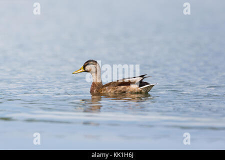 Les jeunes naturel canard colvert (Anas platyrhynchos) Nager dans l'eau Banque D'Images