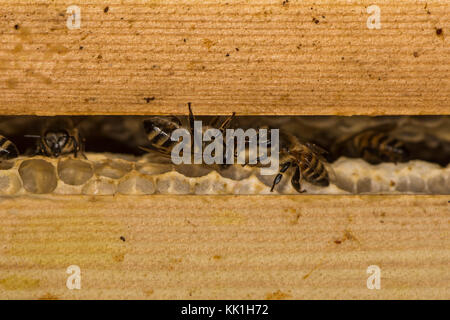 Les abeilles domestiques (Apis mellifera) sur un rayon à miel dans la ruche. insectes dans la famille apidae se saluer alors que sur les cellules dans leur nid Banque D'Images