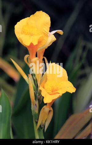 Canna fleurit jaune fleurs. Banque D'Images