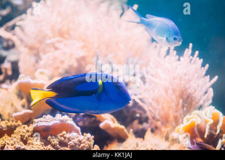 Paracanthurus hepatus tang bleu poisson nageant dans l'eau. prisé au marine aquarium, a besoin d'un grand aquarium de corail d'être en mesure de vivre en captivité Banque D'Images