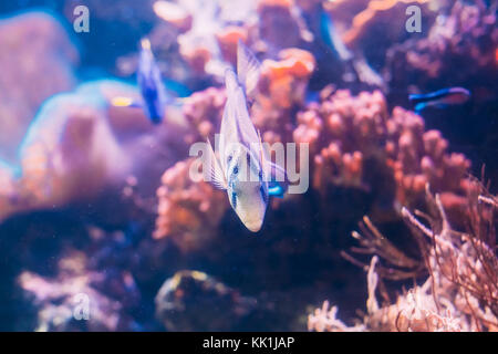 Kole tang ou le poisson chirurgien poisson chirurgien jaune ou goldring ou-eyed tang ctenochaetus strigosus poisson nageant dans l'eau. Banque D'Images