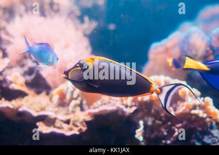 Barcheek goldfish ou clown tang ou masquées goldfish Carassius auratus poissons nageant dans l'eau. Banque D'Images