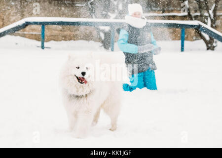 Drôle jeune chien samoyède blanc ou bjelkier, Smiley, Sammy jouer dehors dans la neige, hiver. animal ludique à l'extérieur. Banque D'Images