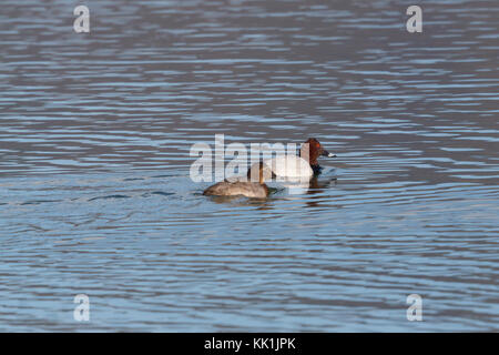 Couple de canards milouin eurasienne naturelle (Aythya ferina) natation Banque D'Images