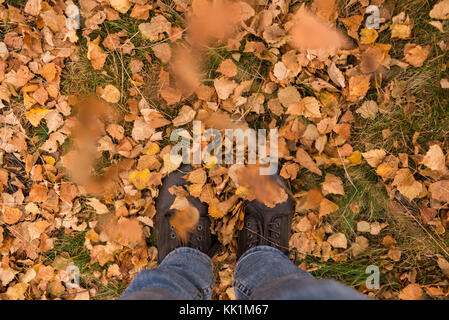 Young adult man wearing jeans pieds sur les bouleaux feuilles à l'automne forest Banque D'Images