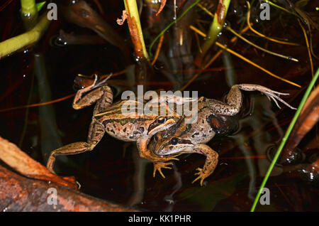 Deux hommes combattre dans les grenouilles des marais à rayures (Limnodynastes peronii), St Ives, Australie Banque D'Images