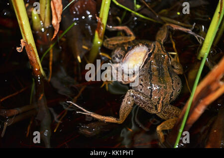 Deux hommes combattre dans les grenouilles des marais à rayures (Limnodynastes peronii), St Ives, Australie Banque D'Images