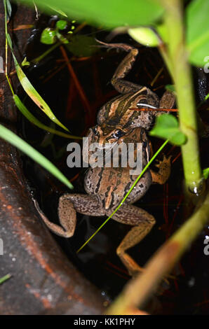 Deux hommes combattre dans les grenouilles des marais à rayures (Limnodynastes peronii), St Ives, Australie Banque D'Images