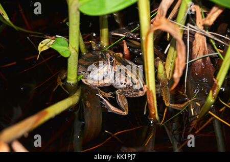 Deux hommes combattre dans les grenouilles des marais à rayures (Limnodynastes peronii), St Ives, Australie Banque D'Images