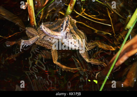 Deux hommes combattre dans les grenouilles des marais à rayures (Limnodynastes peronii), St Ives, Australie Banque D'Images