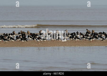 L'huître et le courlis catchers rassembler sur un banc de sable à marée haute dans la baie de Swansea Banque D'Images