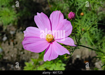 Fleurs Banque D'Images