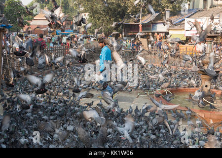 Au parc pigeon, dadar mumbai Banque D'Images