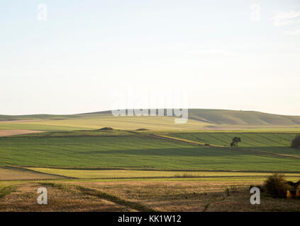 Chalk roulant downland paysage à l'ouest vers le bas, Beckhampton, Wiltshire, England, UK tumulus tumulus sur ridge Banque D'Images