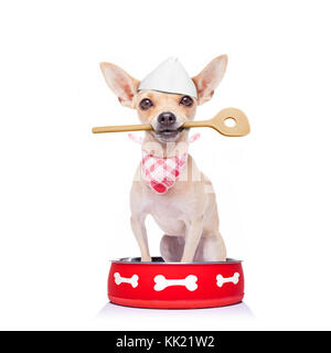 Chihuahua chien à l'intérieur affamé bol vide, isolé sur fond blanc , mendier de la nourriture, avec une cuillère en bois dans la bouche, et chapeau de chef cuisinier Banque D'Images