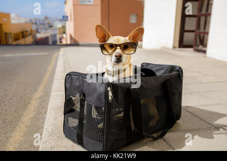 Chihuahua chien dans des sacs ou des boîtes de transport prêt à voyager comme animaux de compagnie en cabine en avion ou en 1900 , le port de lunettes de soleil Banque D'Images