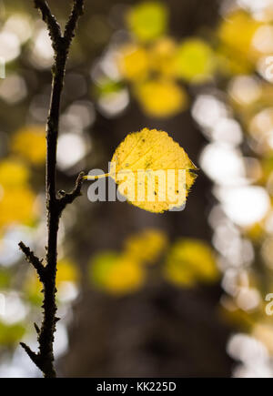 Feuilles de bouleau sur journée d'automne. Banque D'Images