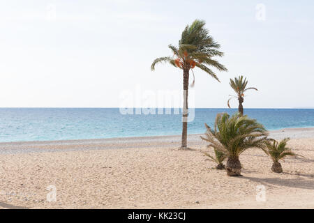 Palmiers sur une plage de la Méditerranée dans une journée ensoleillée d'hiver Banque D'Images