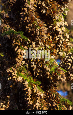 Colonie de monarques au Mexique Banque D'Images