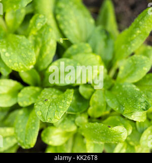 Gros plan du jardin en salade de pissenlit vert Banque D'Images