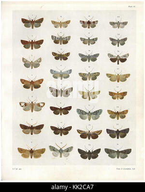 Une illustration de *The Butterflies & Moths of New Zealand*, mettant en vedette diverses espèces indigènes de la région. Cette plaque met en valeur la diversité unique des lépidoptères en Nouvelle-Zélande. Banque D'Images