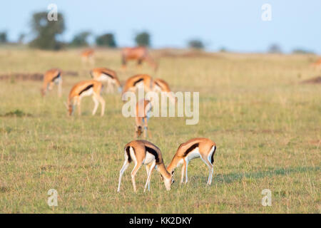 Gazelle de Thomson le pâturage dans la savane en Afrique Banque D'Images