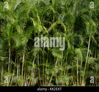 Palm tree - fond jungle tropicale , palmiers Banque D'Images