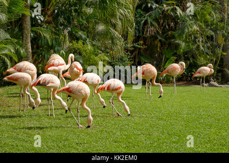 Groupe de flamants sur prairie avec palmier - arrière-plan Banque D'Images