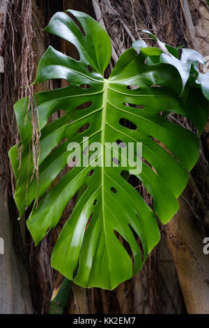 Catégorie : la - Monstera feuille , grandes feuilles des plantes d'ombre avec des trous Banque D'Images