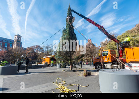 New York, USA. 27 novembre, 2017. l'arbre de Noël annuel est arrivée à Washington Square Park lundi matin. l'arbre, qui a résisté sous l'arche de noël chaque depuis 1924, a été déplacé en raison des quatre mois de temps ai weiwei installation. l'illumination de l'arbre de Noël de Washington Square est le plus ancien de la ville de New York et est antérieur à l'illumination de l'arbre de Rockefeller par plusieurs années. crédit : stacy walsh rosenstock/Alamy live news Banque D'Images