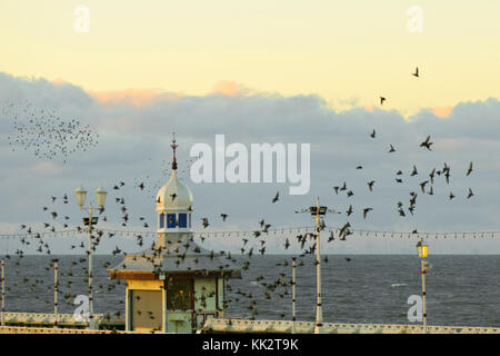 Blackpool, Lancashire, UK 28 Novembre, 2017. Météo britannique. Mumurate troupeaux Starling spectaculaires au coucher du soleil comme des milliers d'étourneaux se rassemblent à l'apparition d'un vent du nord froid sur la côte ouest. Réglementés par posemètre incorporé dans ces troupeaux monter, au coucher du soleil, de loin pour un gîte communal john sous la jetée du Nord. Le murmure ou chatter, l'interaction entre le nombre énorme comme ils volent, est assez intense et est pensé pour faire partie d'une sorte de communication. Crédit. /AlamyLiveNews MediaWorldImages Banque D'Images