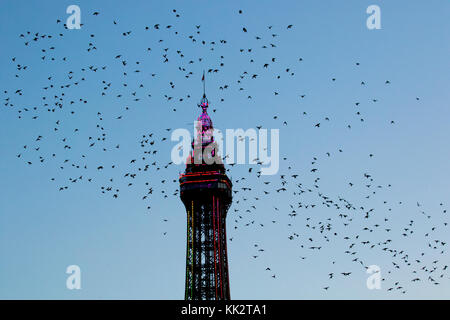 Blackpool, Lancashire, UK 28 Novembre, 2017. Météo britannique. Mumurate troupeaux Starling spectaculaires au coucher du soleil comme des milliers d'étourneaux se rassemblent à l'apparition d'un vent du nord froid sur la côte ouest. Réglementés par posemètre incorporé dans ces troupeaux monter, au coucher du soleil, de loin pour un gîte communal john sous la jetée du Nord. Le murmure ou chatter, l'interaction entre le nombre énorme comme ils volent, est assez intense et est pensé pour faire partie d'une sorte de communication. Crédit. /AlamyLiveNews MediaWorldImages Banque D'Images