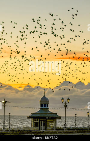 Blackpool, Lancashire, UK 28 Novembre, 2017. Météo britannique. Mumurate troupeaux Starling spectaculaires au coucher du soleil comme des milliers d'étourneaux se rassemblent à l'apparition d'un vent du nord froid sur la côte ouest. Réglementés par posemètre incorporé dans ces troupeaux monter, au coucher du soleil, de loin pour un gîte communal john sous la jetée du Nord. Le murmure ou chatter, l'interaction entre le nombre énorme comme ils volent, est assez intense et est pensé pour faire partie d'une sorte de communication. Crédit. /AlamyLiveNews MediaWorldImages Banque D'Images