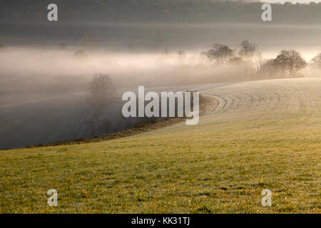 Brume matinale sur cotley Hill près de heytesbury dans le Wiltshire. Banque D'Images