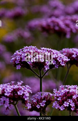 Verveine violette fleurs dans un jardin Banque D'Images