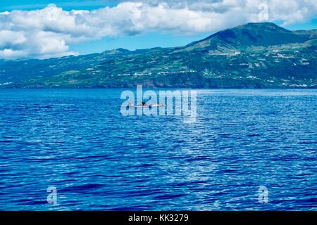 L'île de Pico côte pittoresque avec les dauphins de Risso Banque D'Images