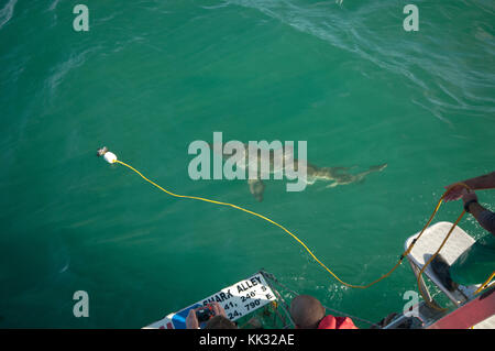 Grand requin blanc plongée avec tuba est une attraction touristique en Afrique du Sud. Banque D'Images