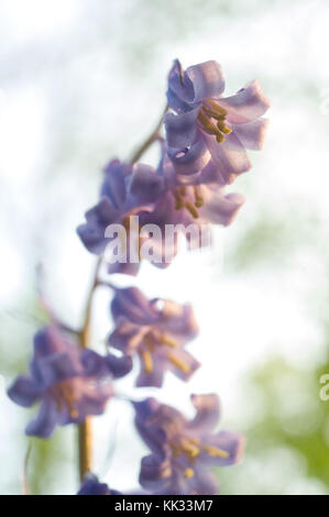 Ethereal english bluebells Banque D'Images