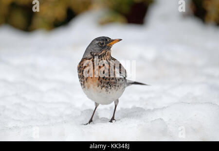 F turdus-fieldfare. sur la neige hiver. uk Banque D'Images