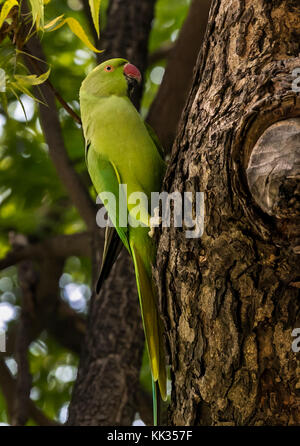 Un PERROQUET INDIEN DANS un arbre du COMPLEXE DE QUTB - NEW DELHI, INDE Banque D'Images