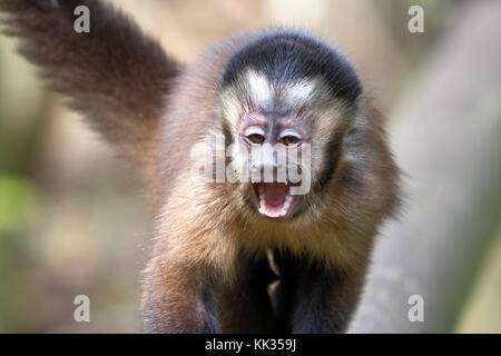 Le singe capucin noir en Afrique du Sud Banque D'Images