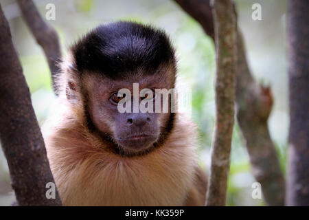 Le singe capucin noir en Afrique du Sud Banque D'Images